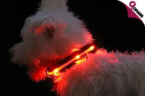 From QR19 Never Lose Sight of Your Pup with a LED Dog Collar - Choose from 4 Sizes and Colors! (Up to QR49 Value)